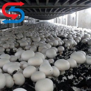 سردخانه قارچ و روش نصب آن 2 سردخانه قارچ