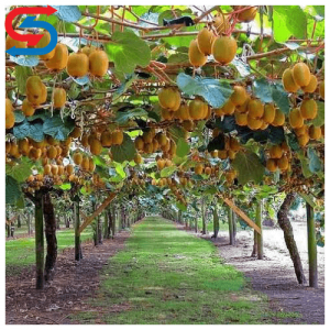 سردخانه نگهداری کیوی