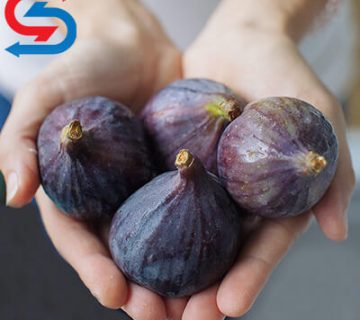 نگهداری انجیر در سردخانه