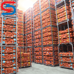 نگهداری پیاز در سردخانه