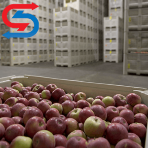 نگهداری سیب درختی در سردخانه
