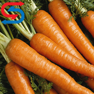 نگهداری هویج در سردخانه