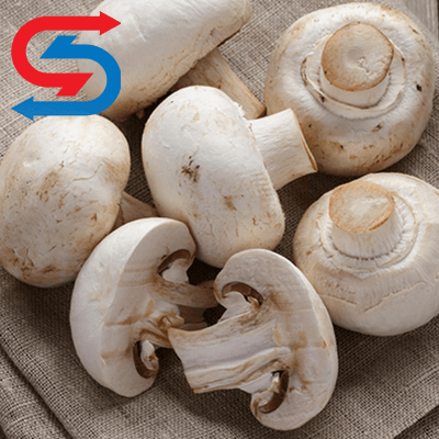 سالن پرورش قارچ