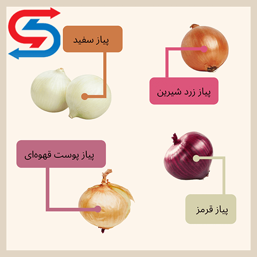 8 نکته مهم درباره نحوه نگهداری پیاز در انباری 2 نحوه نگهداری پیاز در انباری