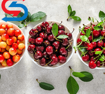 نگهداری آلبالو و گیلاس در سردخانه