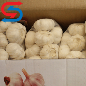 نگهداری سیر در سردخانه