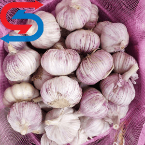 نگهداری سیر در سردخانه